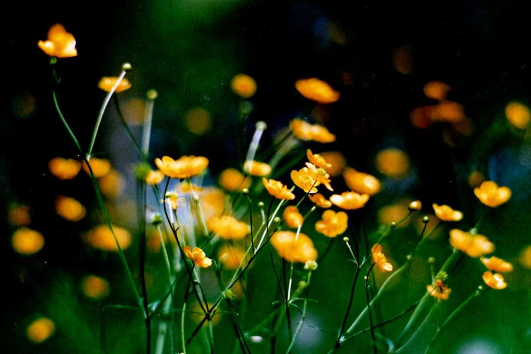 Gul blomma i tilt shift lins Pussel online