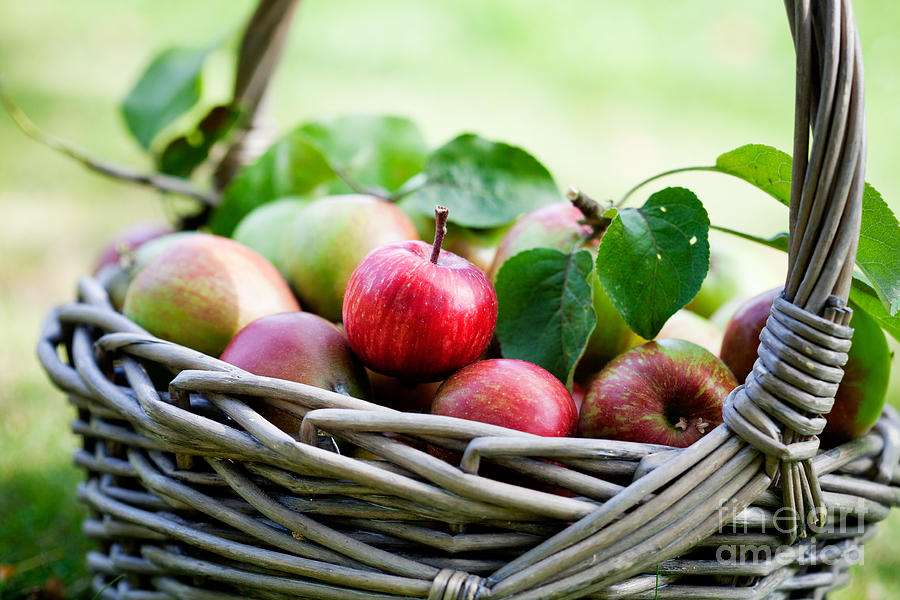 Яблоки в корзине онлайн-пазл