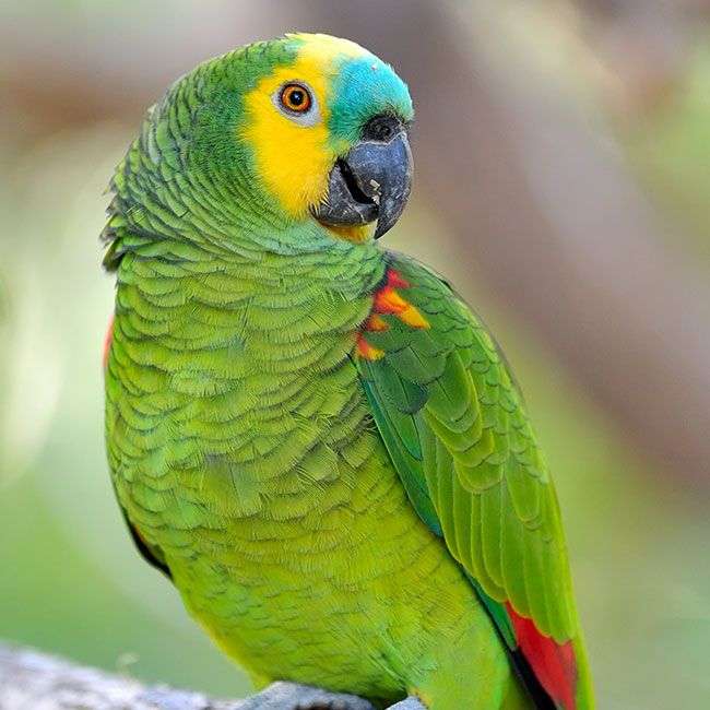 Zelený papoušek online puzzle