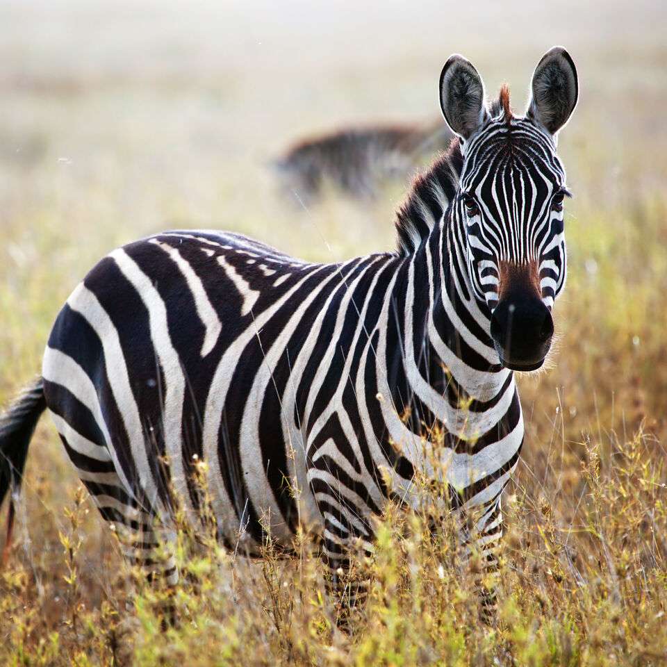Zebra cruzando ....... quebra-cabeças online
