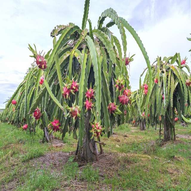 Kvetoucí kaktus na Havaji skládačky online