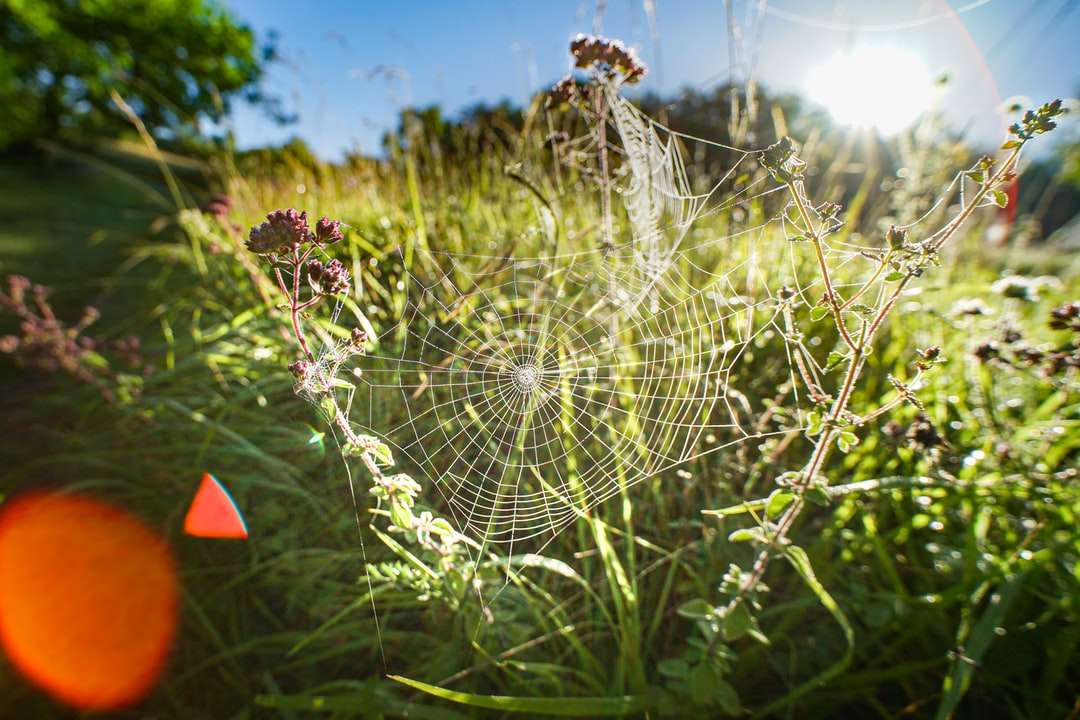 Spider Web σε μοβ λουλούδι παζλ online