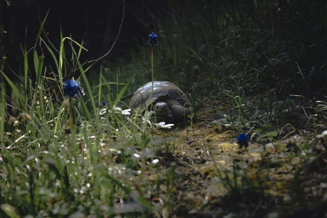 Grå sköldpadda på grönt gräsfält Pussel online