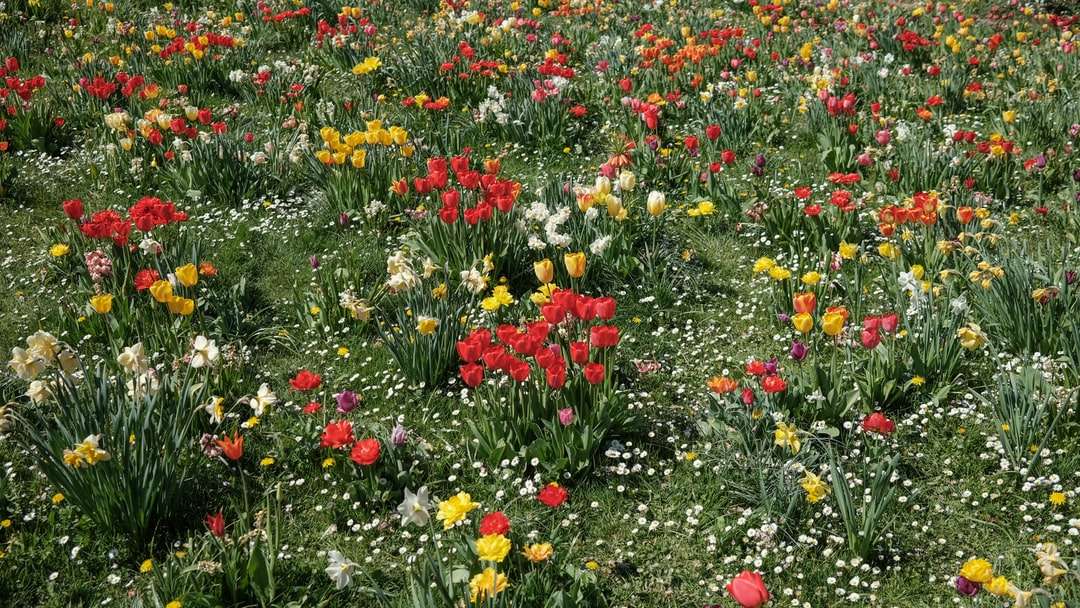Червено и жълто поле на цветя онлайн пъзел