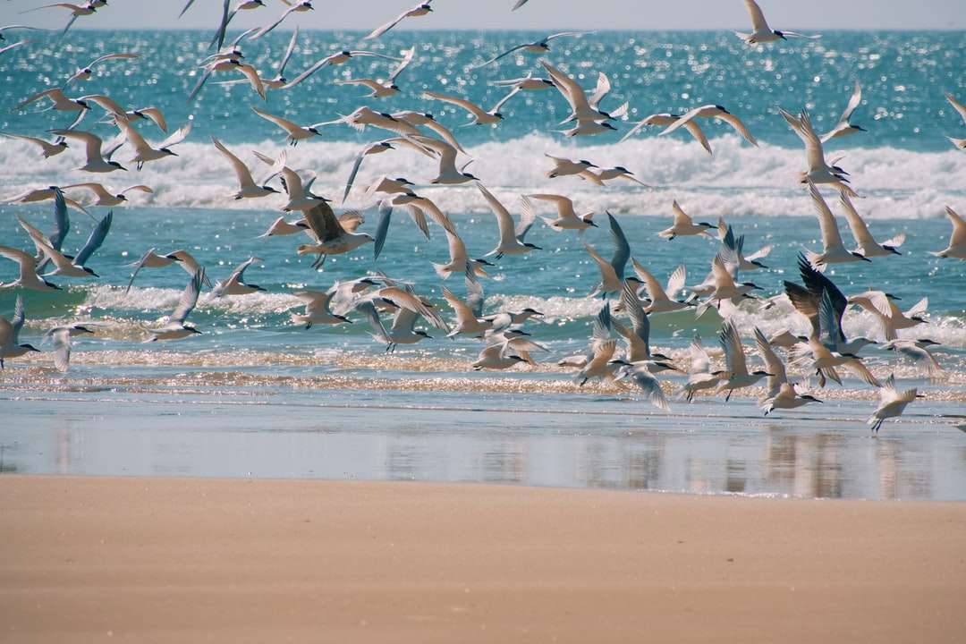 Bandada de pájaros volando sobre el mar durante el día. rompecabezas en línea