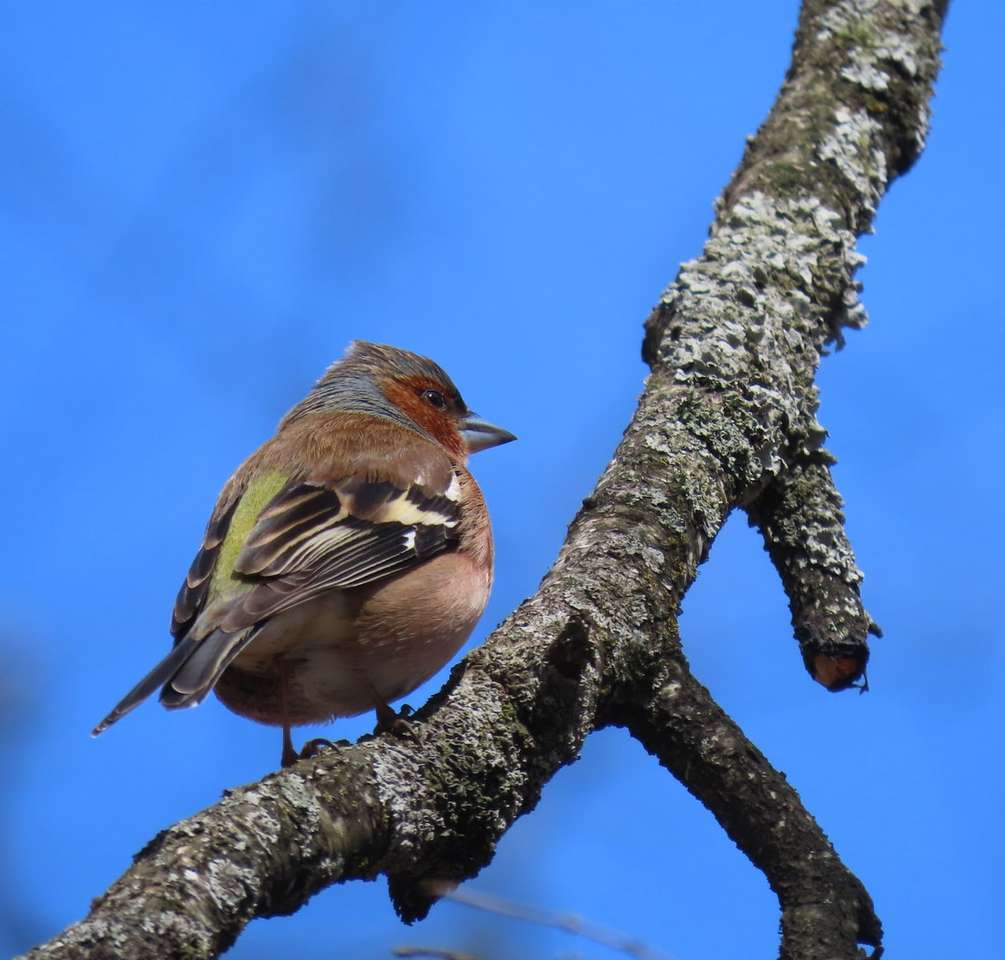 Pájaro marrón y gris en rama de árbol durante el día rompecabezas en línea