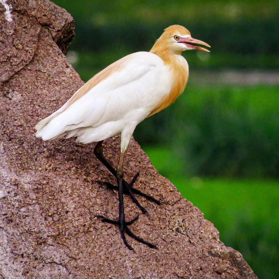 Weißer Vogel auf braunem Felsen Puzzlespiel online