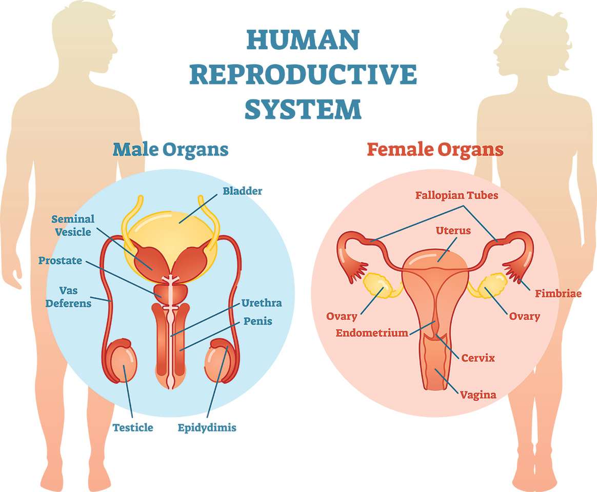 Sistema reprodutivo quebra-cabeças online