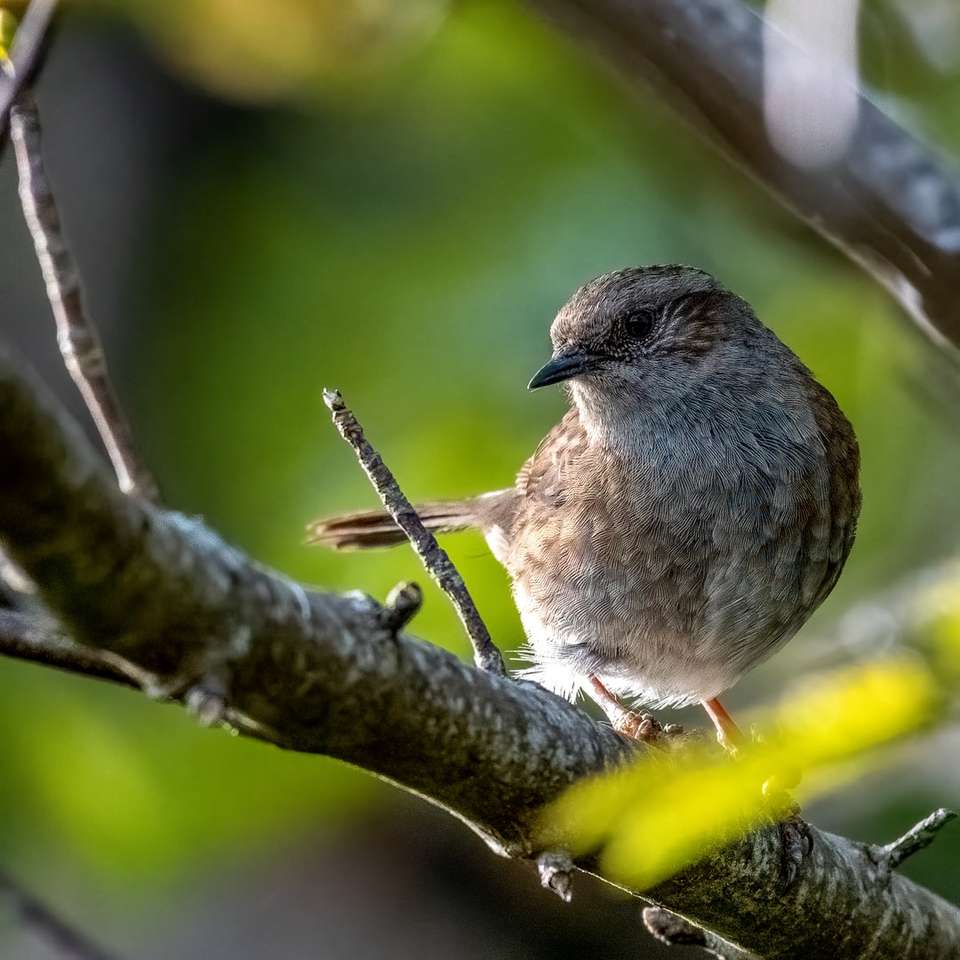 Καφέ πουλί σε κλαδί δέντρου online παζλ