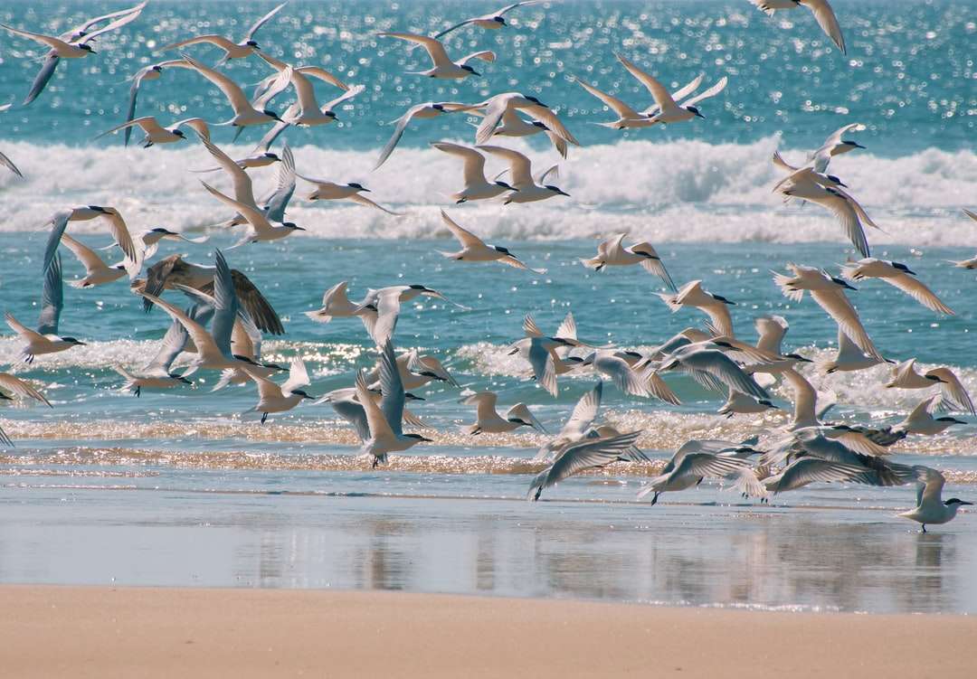 bando de pássaros voando sobre a água durante o dia puzzle online