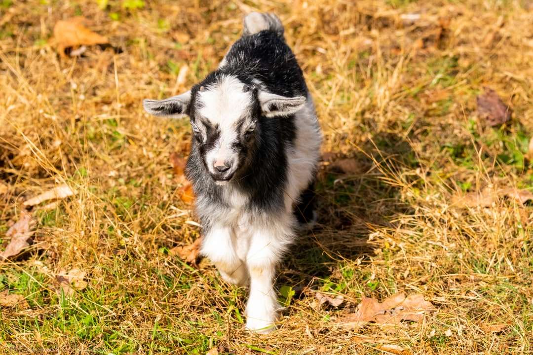 Cachorrinho preto e branco de border collie no campo de grama marrom quebra-cabeças online