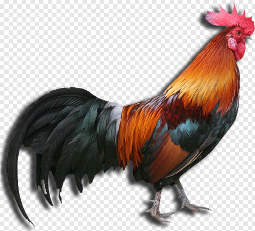 Rooster... online puzzle