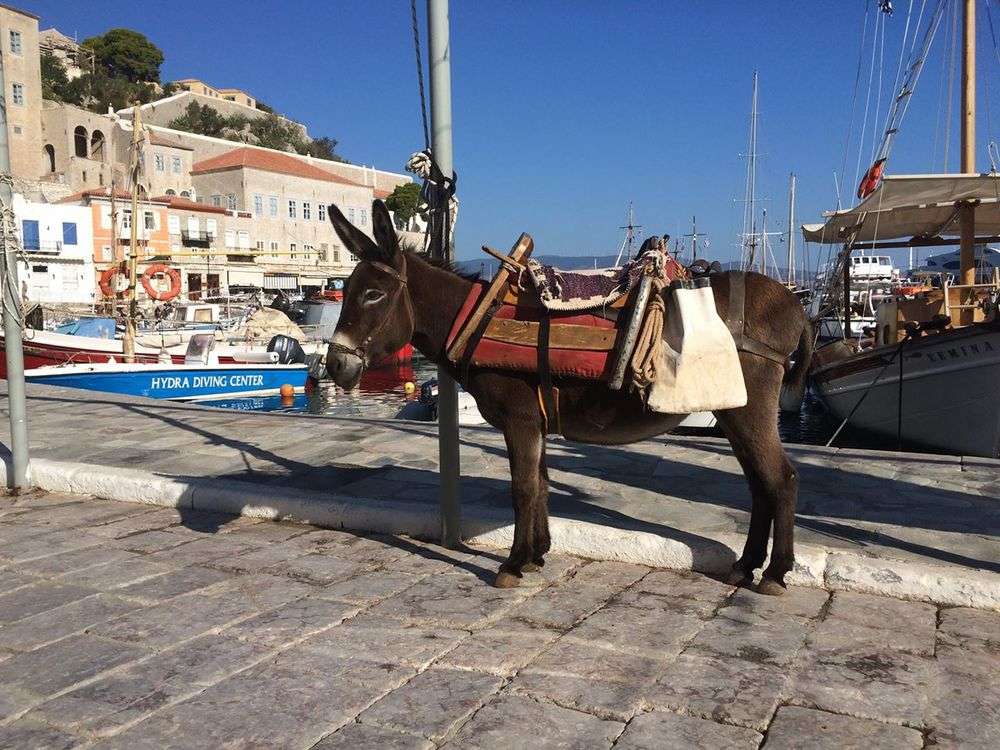 Esel auf der griechischen Insel Online-Puzzle