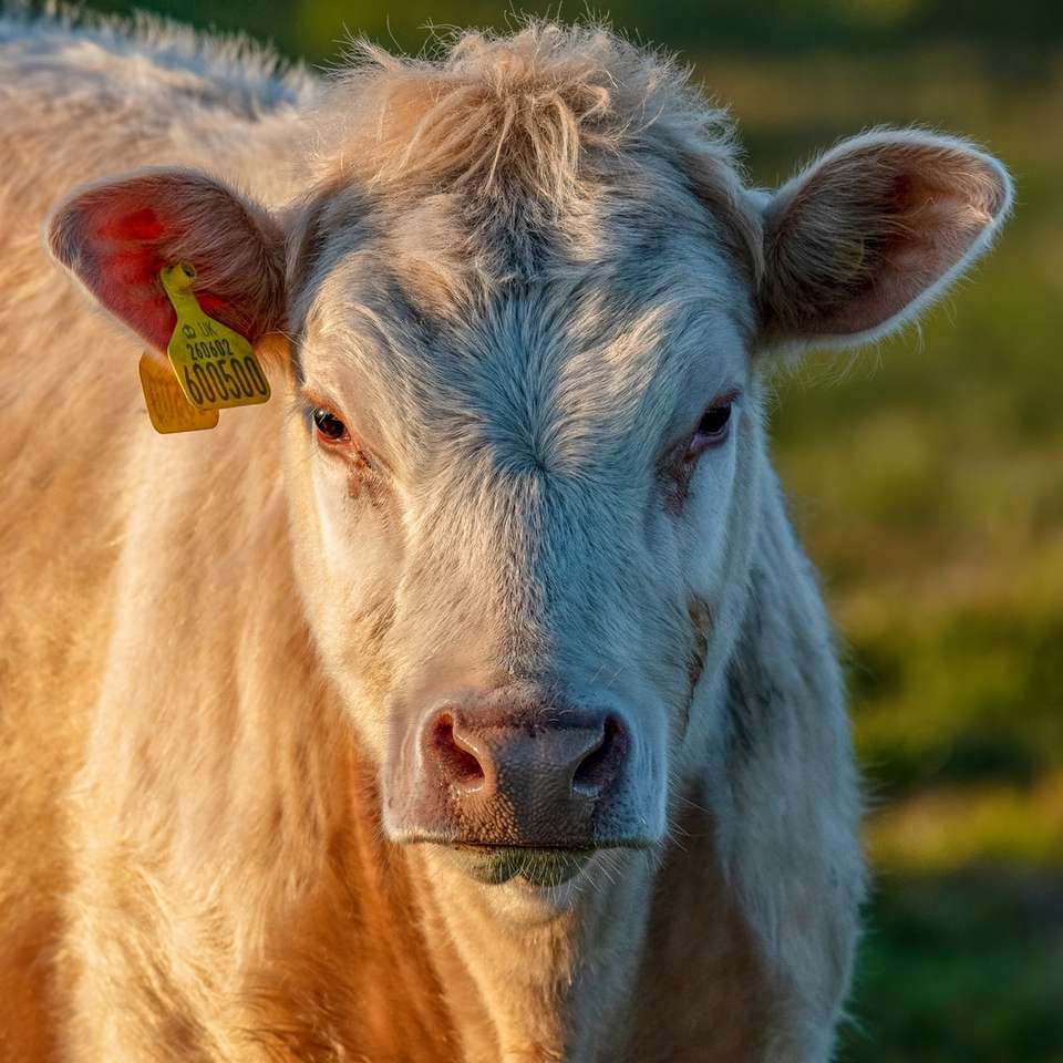 коричнева корова на зеленій траві поля в денний час пазл онлайн
