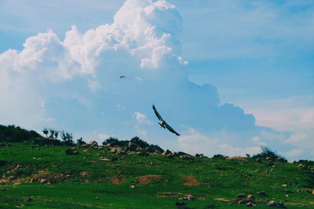 Zwarte vogel die over groen grasgebied vliegen onder witte wolken legpuzzel online