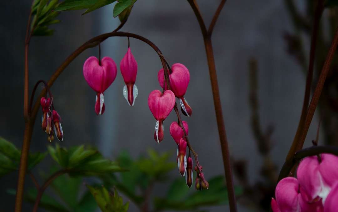 Brotos de flores cor-de-rosa em lente de deslocamento de inclinação quebra-cabeças online