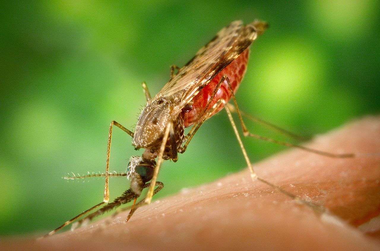 комар Анофелес онлайн-пазл