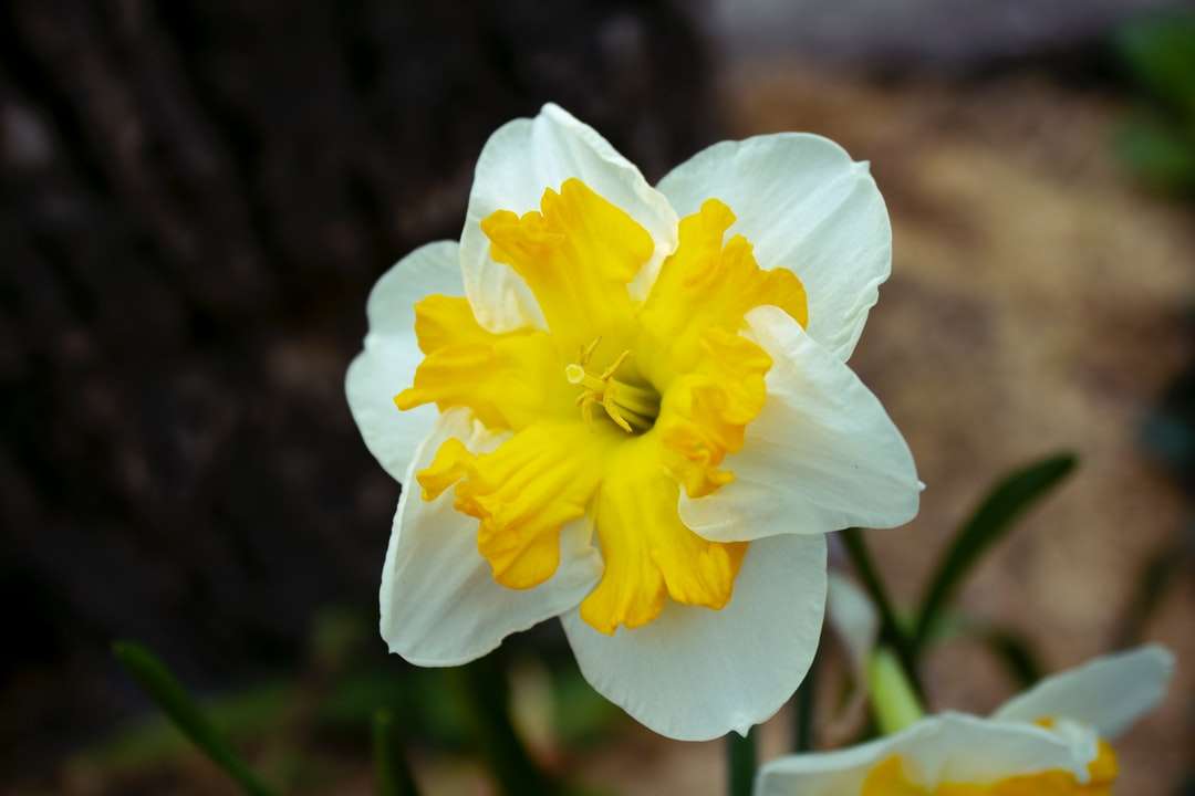 Weiße Blume in der Neigungsschichtlinse Puzzlespiel online