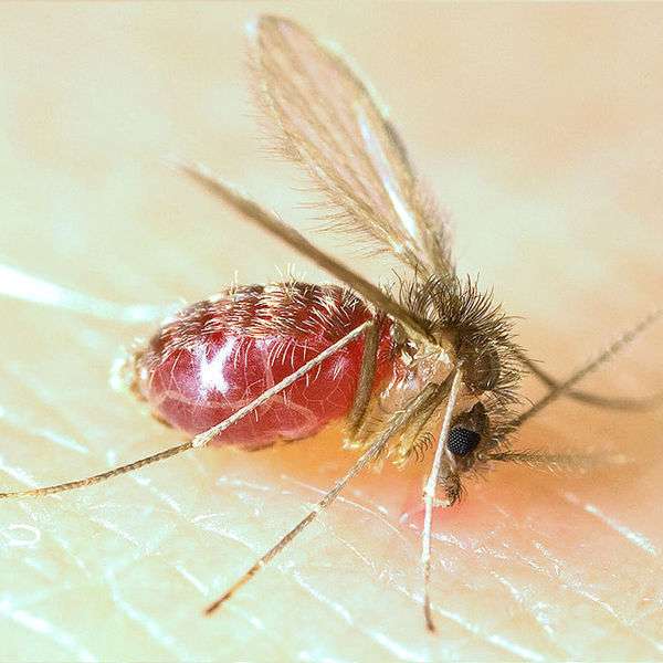 Mosquito Lutzomía rompecabezas en línea