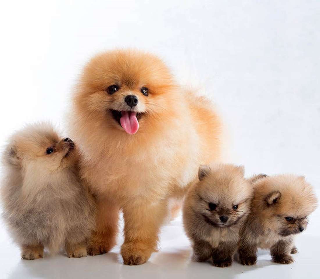 Pomeranian hond legpuzzel online