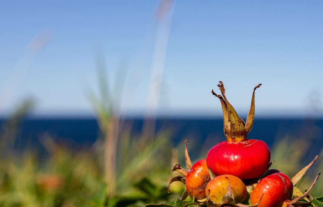 茶色の茎に赤い丸い果実 ジグソーパズルオンライン