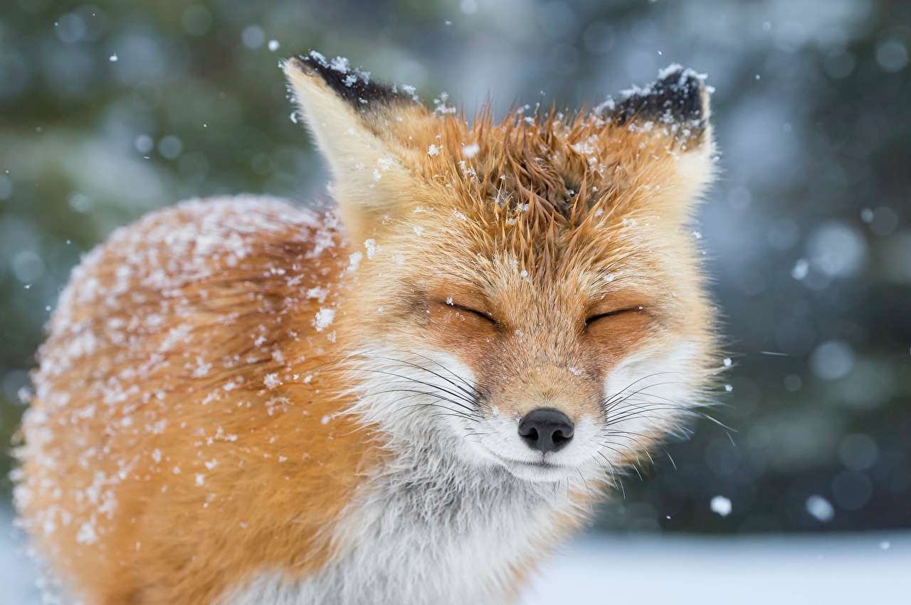 Omg schattige <3 fox legpuzzel online