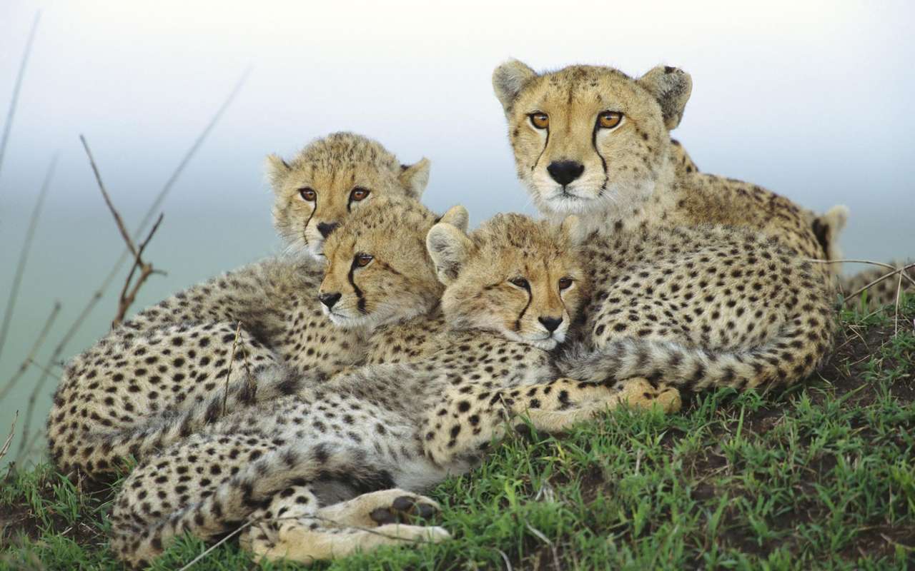 Cheetah: 3. Pussel online