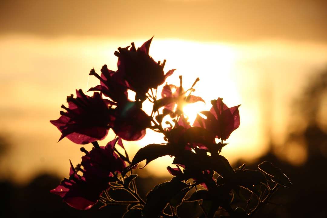 floare roșie în fotografia de aproape în timpul apusului soarelui puzzle online