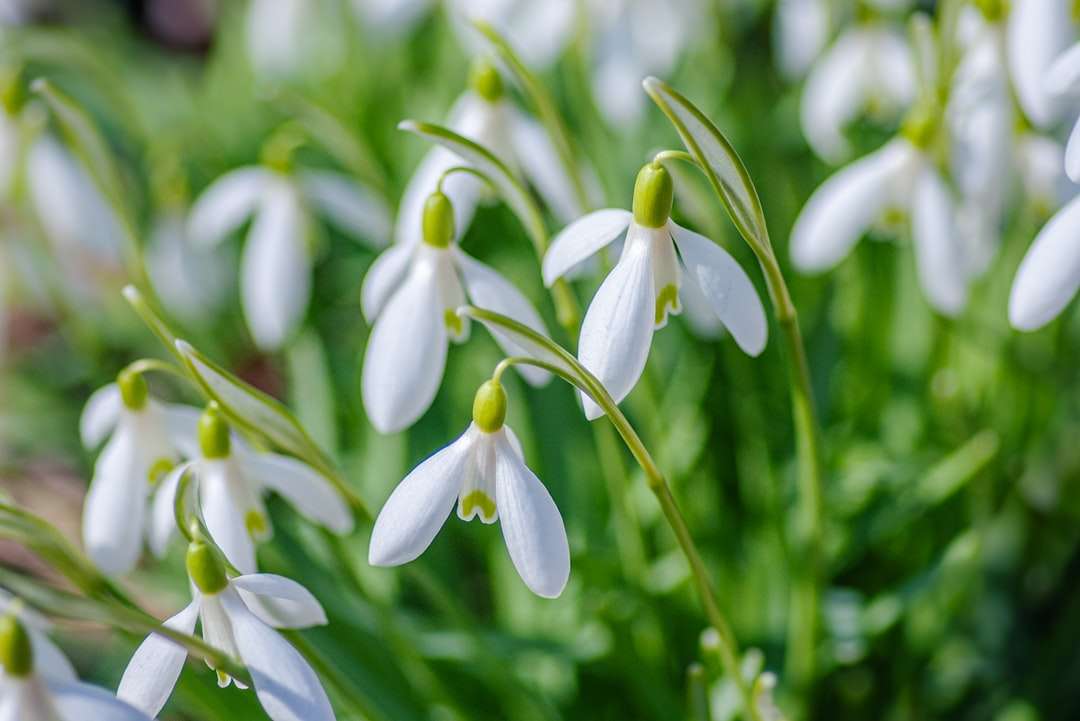 Λευκό και πράσινο μπουμπούκια λουλουδιών παζλ online
