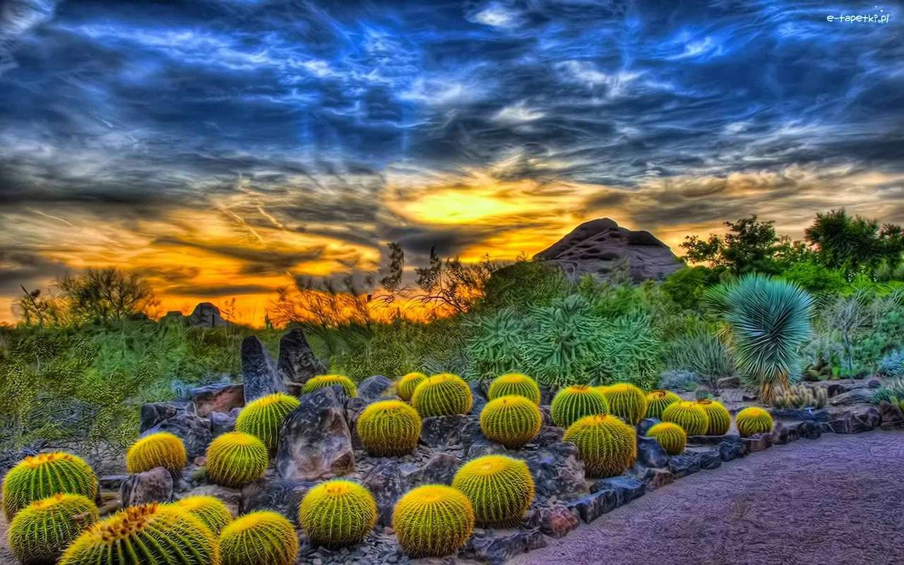 Západ slunce - kaktusy online puzzle