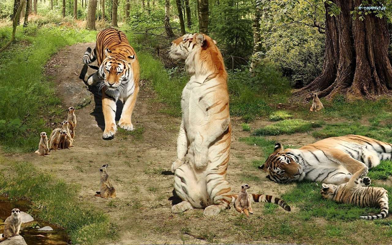 Тигры, сурикаты онлайн-пазл