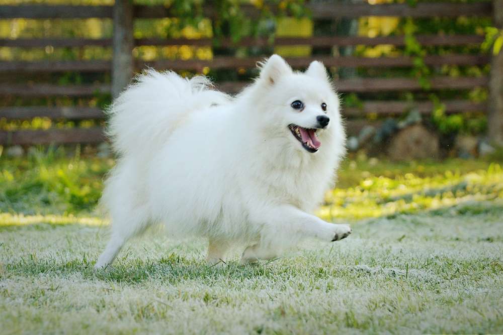 Пухнастий білий пес онлайн пазл