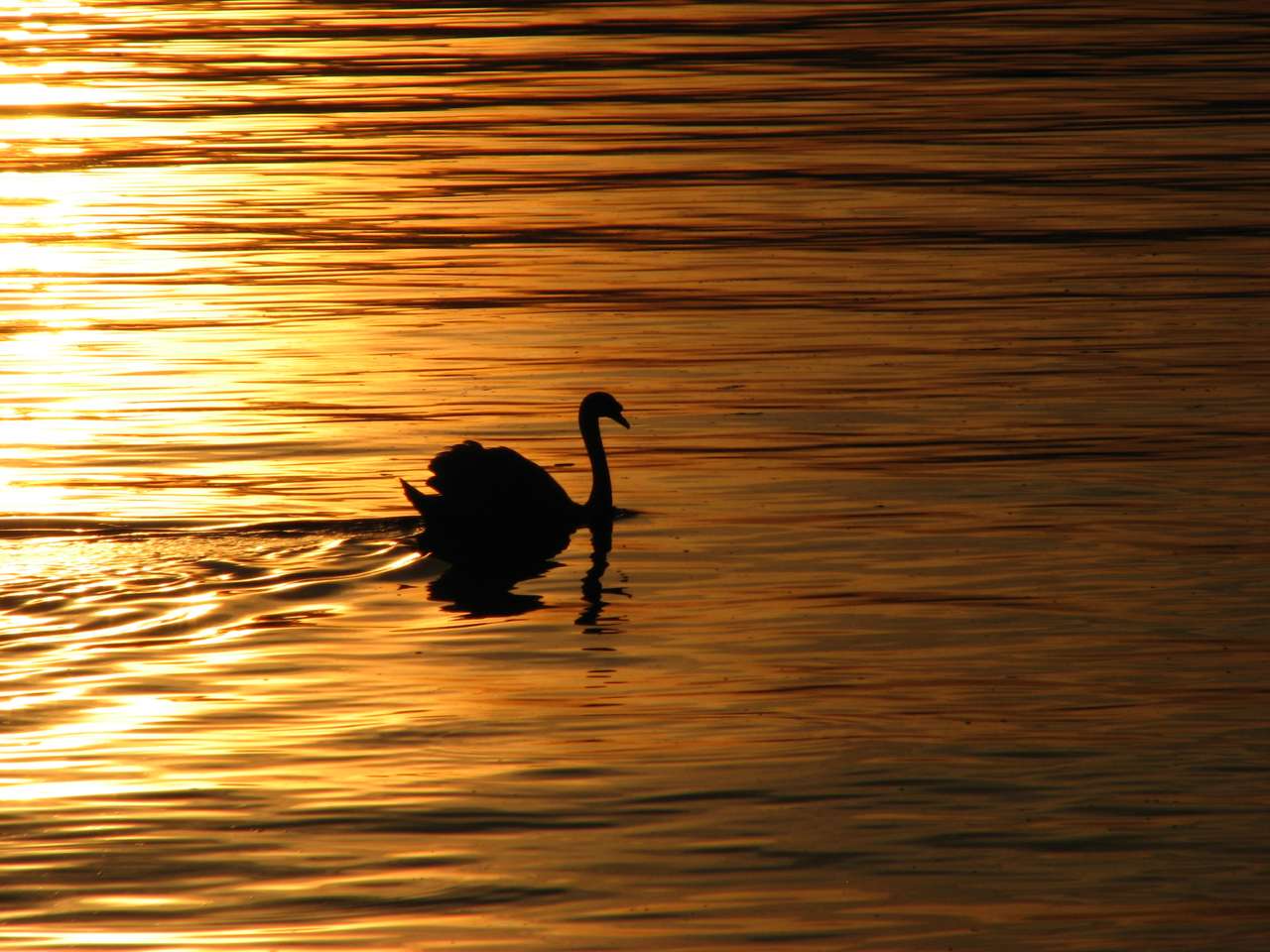 Švýcarsko Montreux Lake Leman Swan skládačky online