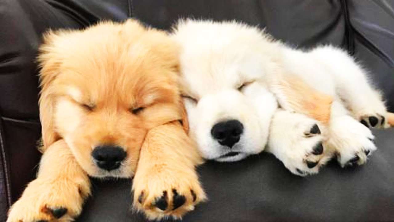 два щенка спят онлайн-пазл
