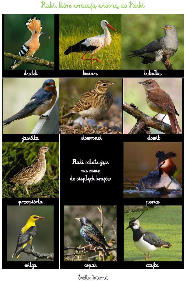 Retorno pássaros. quebra-cabeças online