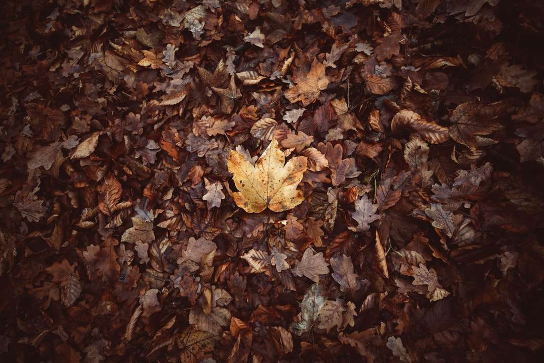 Brun torkade löv på marken Pussel online