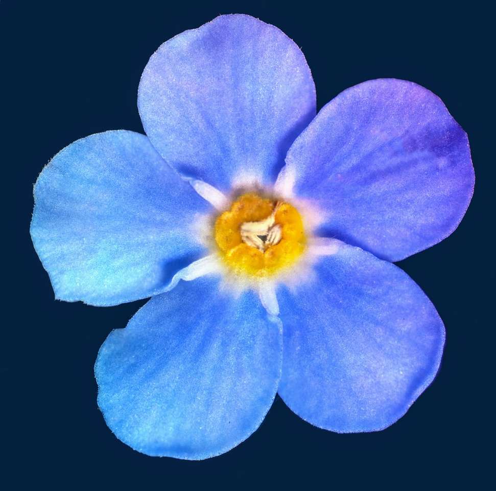 Blaue Blume mit schwarzem Hintergrund Online-Puzzle