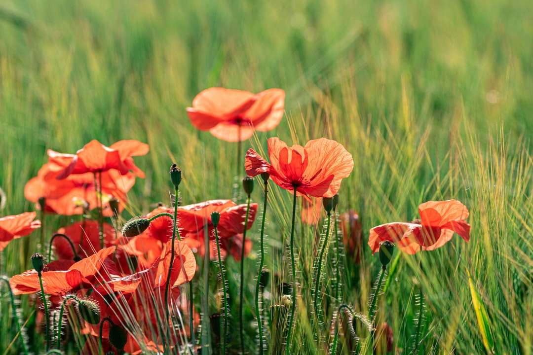 помаранчева квітка в полі зеленої трави в денний час пазл онлайн
