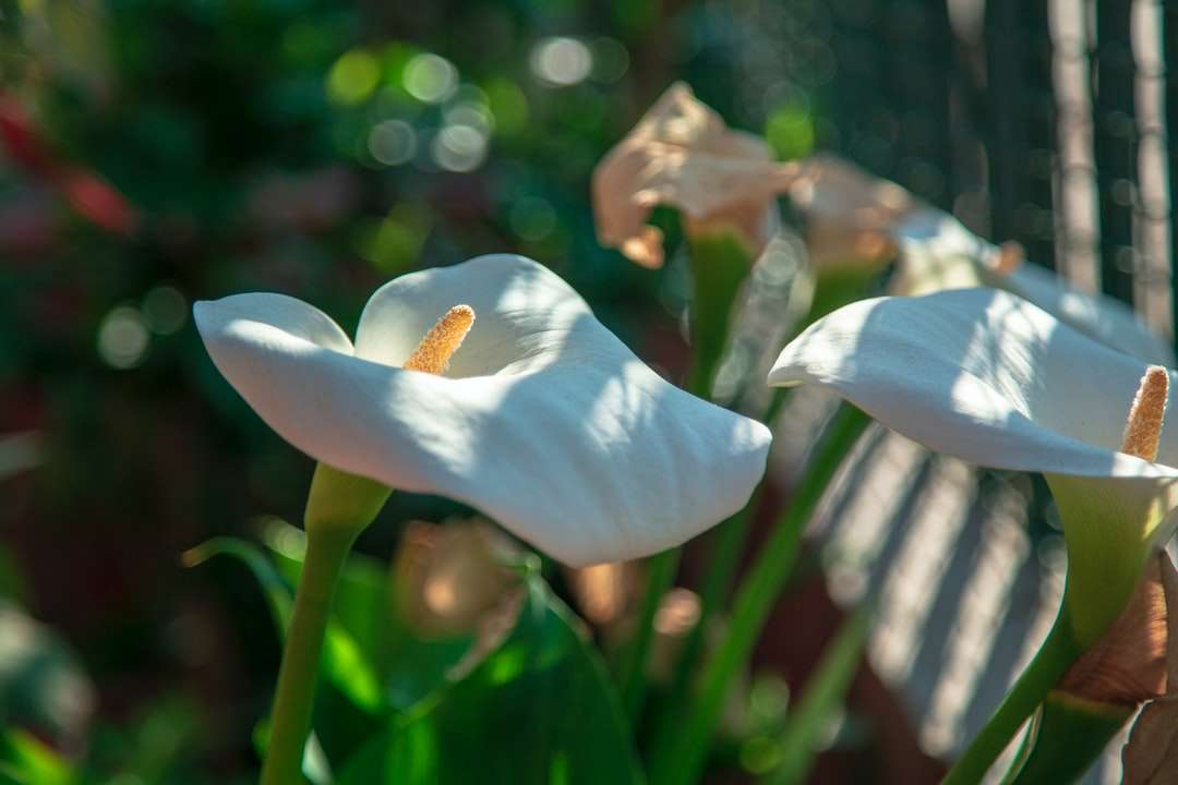 белый цветок в тилт-шифт объективе пазл онлайн