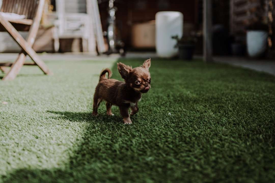 Brauner kurzer beschichteter kleiner Hund auf grünem Rasenfeld Puzzlespiel online