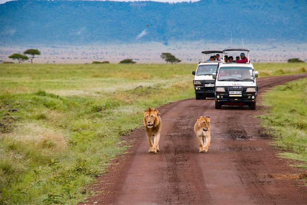 Καφέ λιοντάρι και λιοντάρι περπατώντας σε χωματόδρομο κατά τη διάρκεια της ημέρας παζλ online