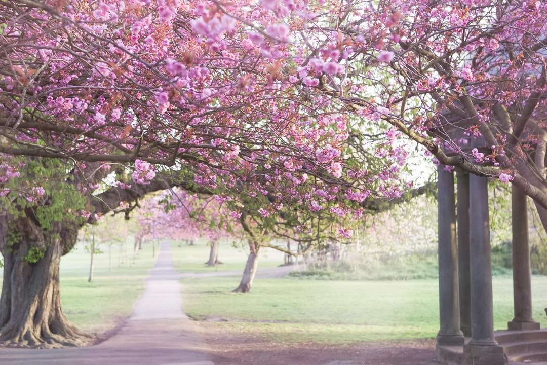 rosa lövträd på grönt gräsfält under dagtid Pussel online