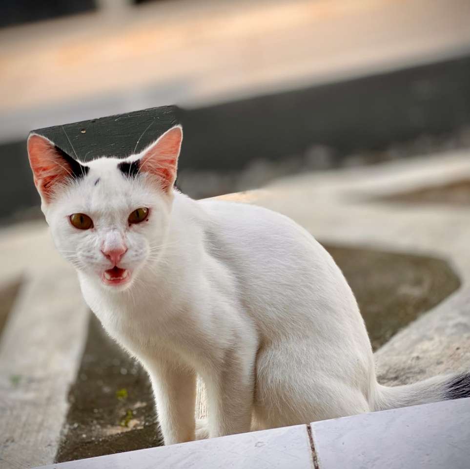 Бяла котка на сива бетонна повърхност през деня онлайн пъзел