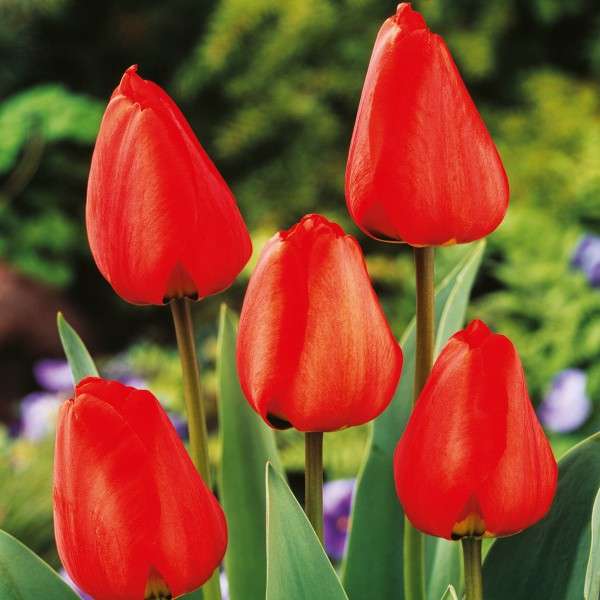 Červené tulipány online puzzle