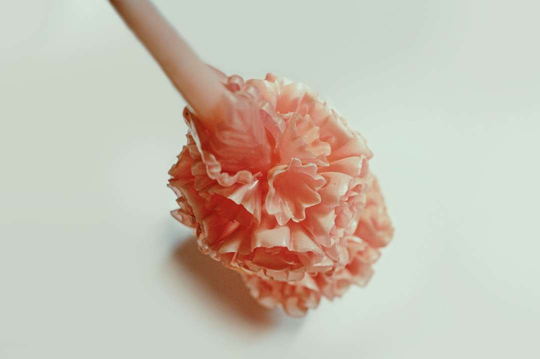 rosa blomma på vit yta pussel på nätet