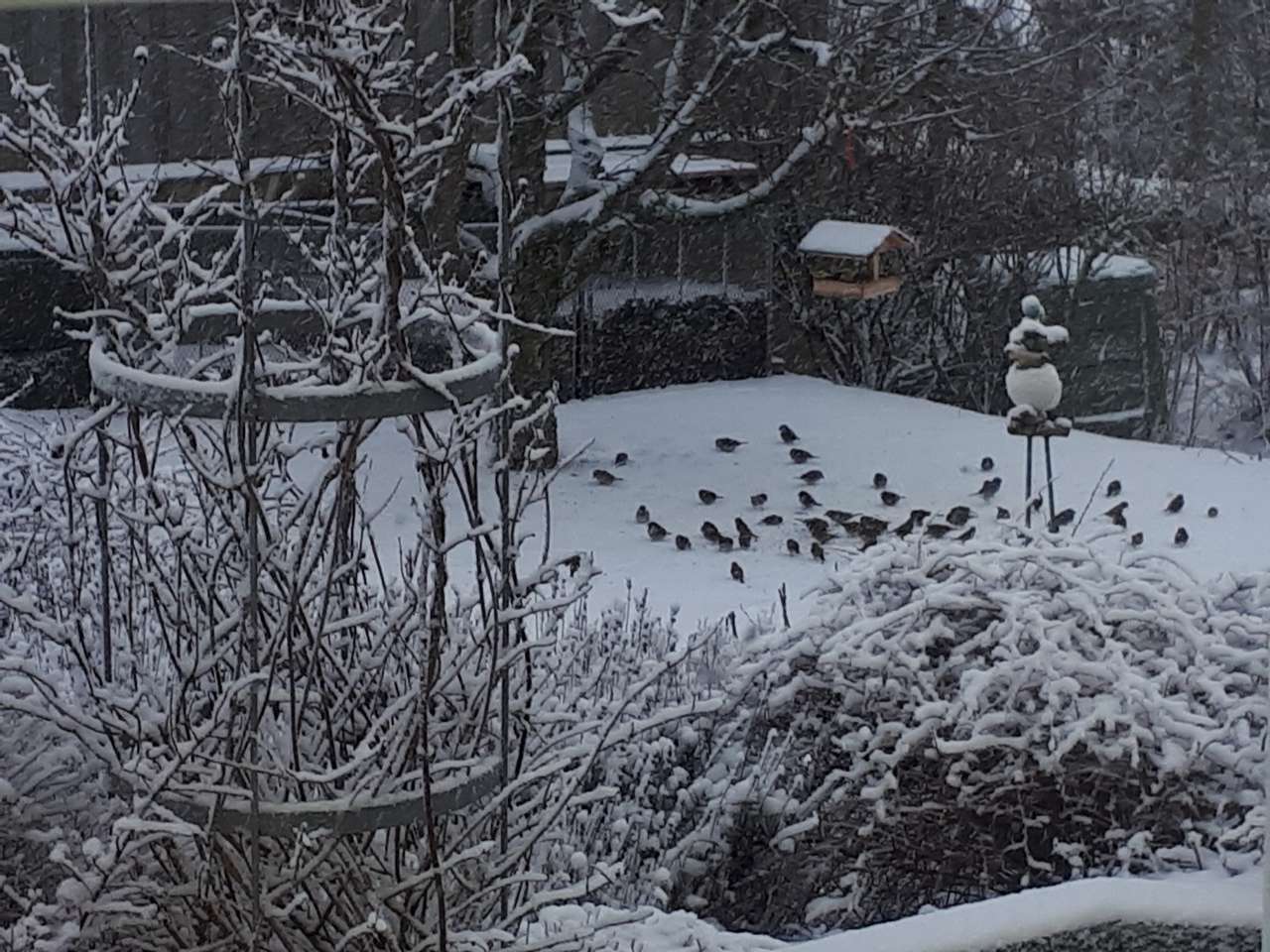 Pájaros en el jardín de invierno. rompecabezas en línea