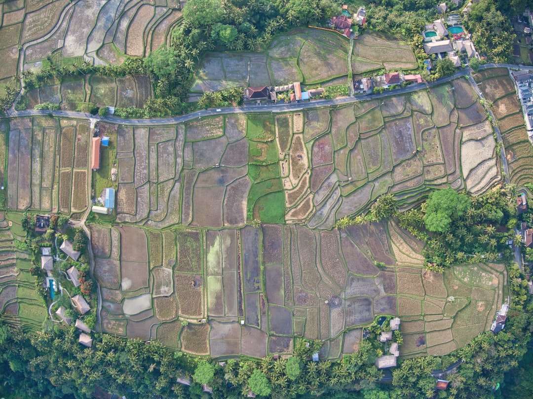 Aerial view of zöld fák és barna hegy online puzzle