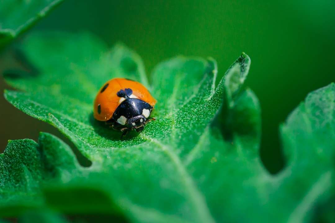 orange and black ladybug on green leaf jigsaw puzzle online