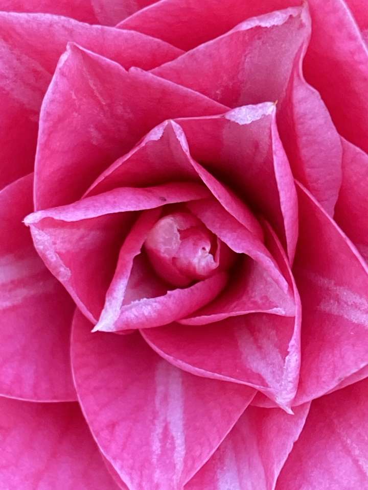 Camellia Rose kirakós online