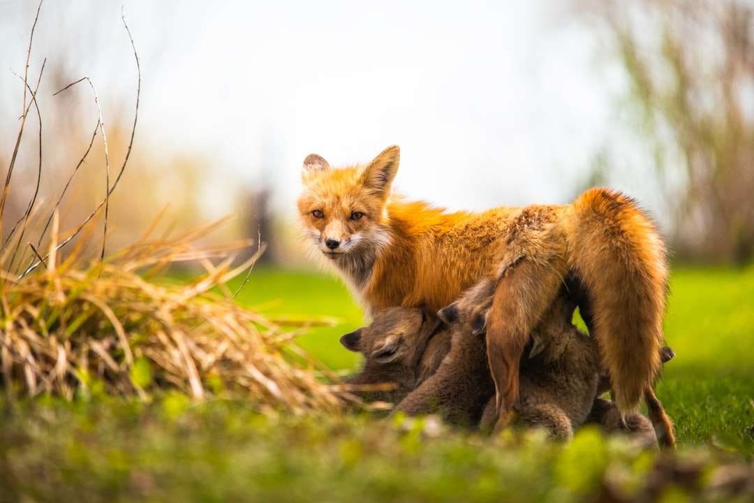 hnědá liška na hnědé trávě během dne skládačky online